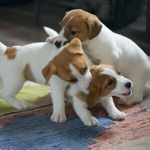 wonderful Male and Female Jack Russell Terrier Puppies | PostAds PH