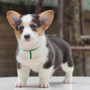 House trained Welsh Corgi Puppies | PostAds PH