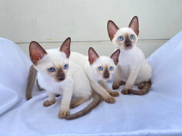  friendly Siamese Kittens Ready  