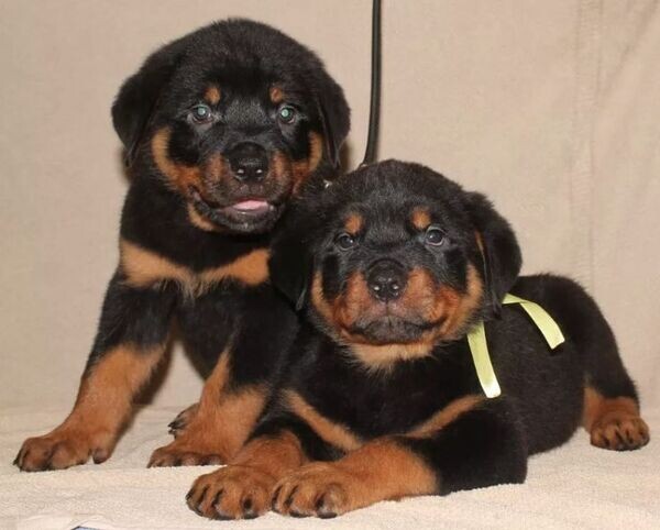 Rottweiler puppies male and female 