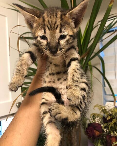  savannah kittens for rehoming available