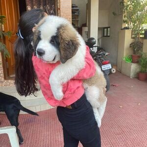 three Saint Bernard Puppies | PostAds PH