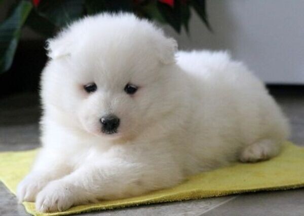 samoyed puppies male and female 