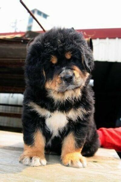 Tibetan Mastiff puppies male and female 