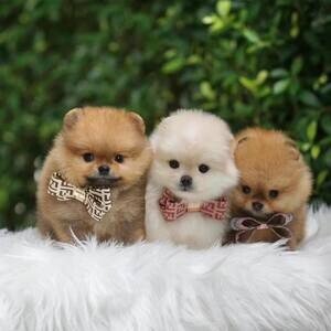 Teacup Pomeranian Puppies Available for sale | PostAds PH