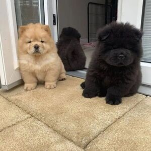 chow chow puppies black/brown color male and female | PostAds PH