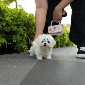 Top of the line Teacup Maltese Puppies | PostAds PH