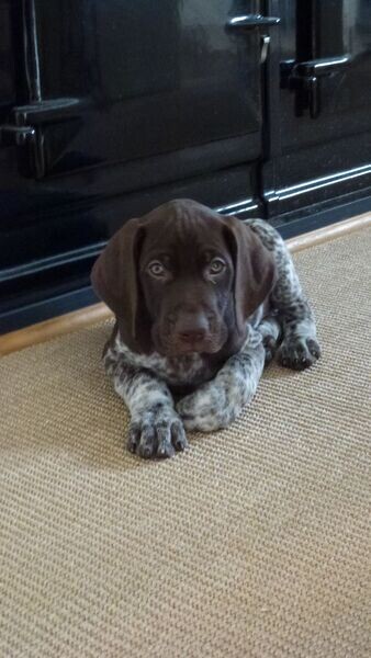 german short-haired pointer puppies male and female 