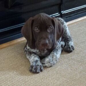 german short-haired pointer puppies male and female | PostAds PH