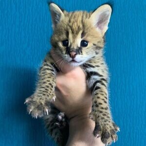 Serval Kittens | PostAds PH
