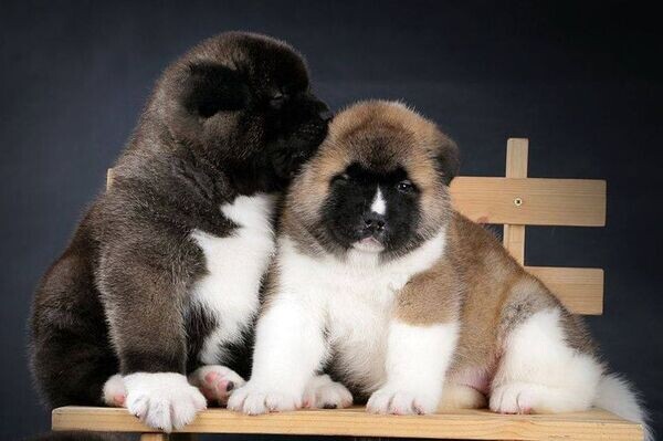Akita puppies male and female 