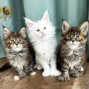Vaccinated Maine Coon Kittens | PostAds PH
