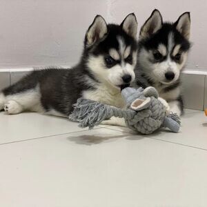 Siberian husky puppies available | PostAds PH