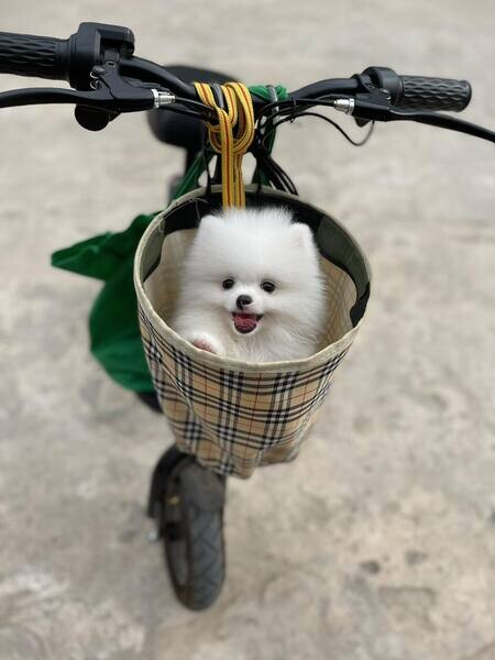 Two Friendly Teacup Pomeranian Puppies for sale