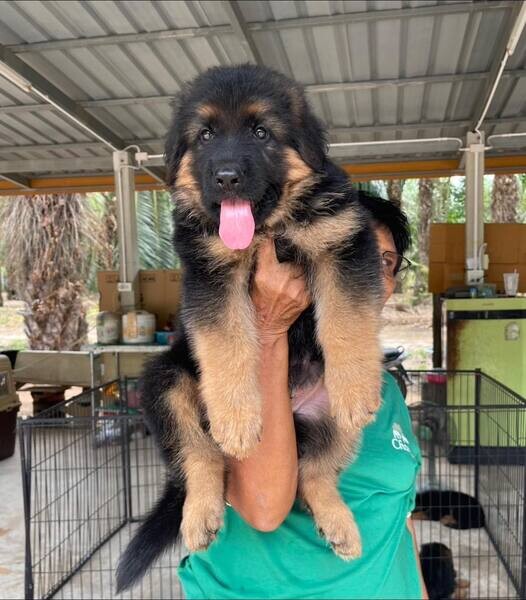   German Shepherd Puppies 