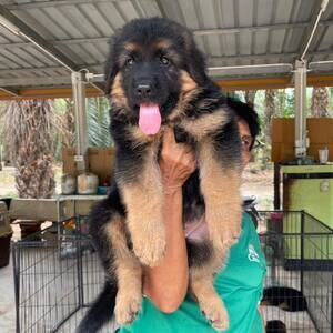 German Shepherd Puppies | PostAds PH