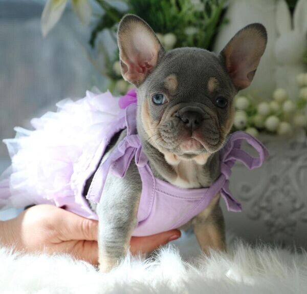   French Bulldog Puppies   