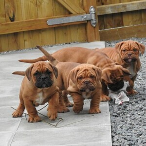 Dogue De Bordeaux Puppies ( French Mastiff ) | PostAds PH