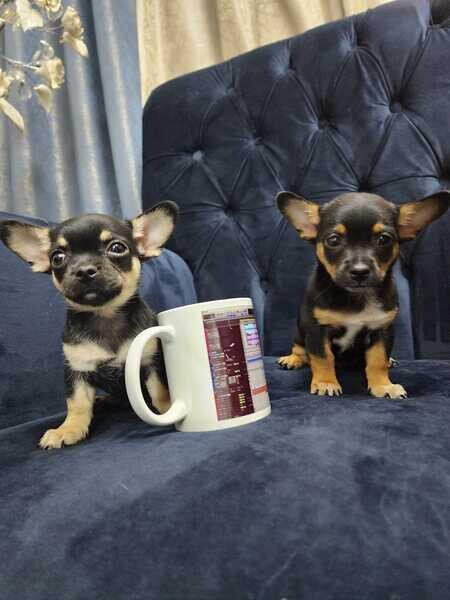   Chihuahua puppies 
