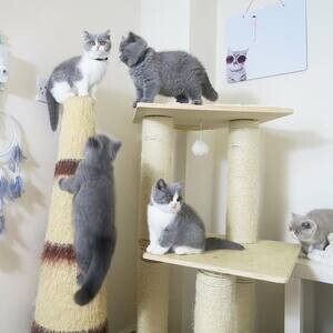 british shorthair kittens | PostAds PH