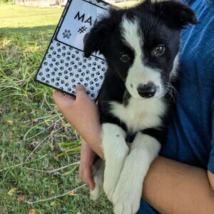 Border Collie pups for Adoption | PostAds PH