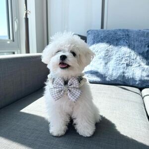 Bichon Frise Puppies | PostAds PH