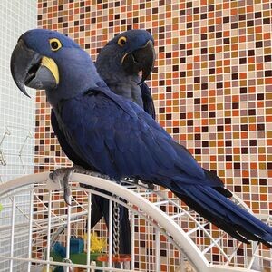 I have a pair of Hyacinth Parrots | PostAds PH