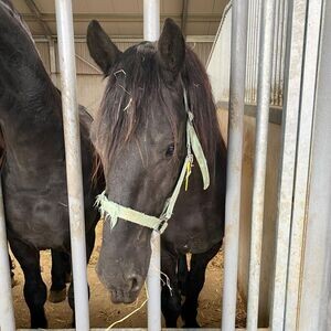 Friesian Horse | PostAds PH