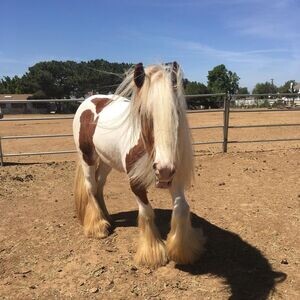 Gypsy Vanner Horse For Sale Male and Female | PostAds PH