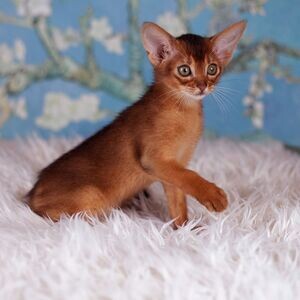 Abyssinian Kittens Ready | PostAds PH