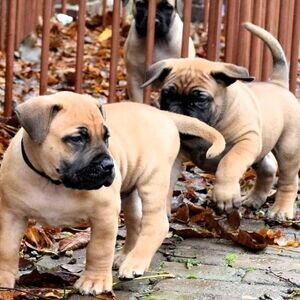 vaccinated Boerboel Puppies | PostAds PH