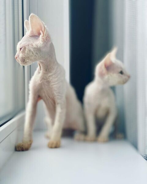  Devon Rex Kittens | READY TO GO HOME TODAY! 