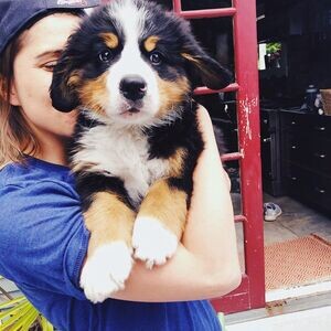 trained Bernese Mountain Puppies | PostAds PH