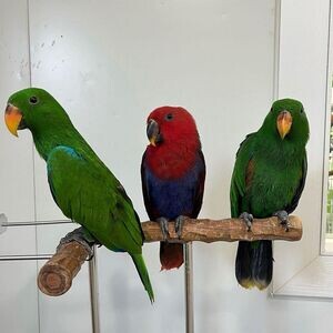 friendly Eclectus Parrots For Sale | PostAds PH