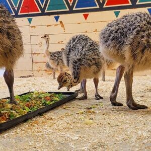 Ostrich chicks for sale | PostAds PH