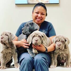 7 beautiful Neapolitan Mastiff Puppies for sale | PostAds PH