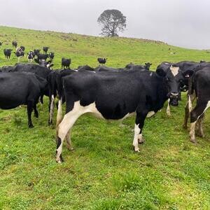 Jersey cross, Friesian cross Cows for sale | PostAds PH