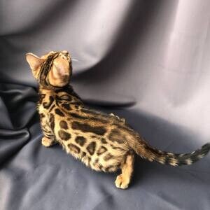 Vet checked Bengal kittens available for sale | PostAds PH