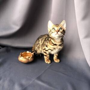 Healthy Bengal kittens available for Sale | PostAds PH