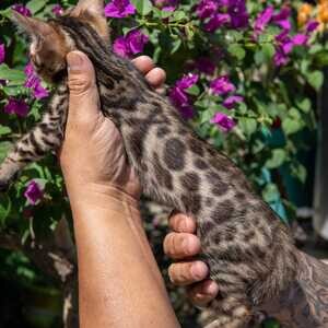We have Bengal cats both male and female kittens available for Sale | PostAds PH