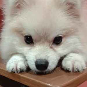Pomeranian for sale | PostAds PH