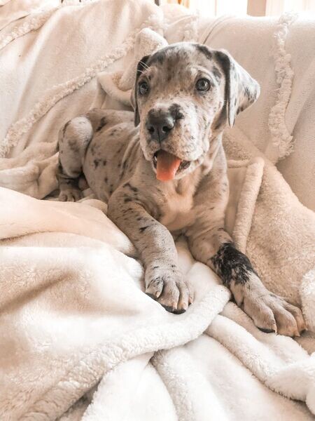 Great Dane male and female puppies