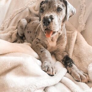 Great Dane male and female puppies | PostAds PH