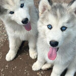 siberian husky puppies male and female | PostAds PH