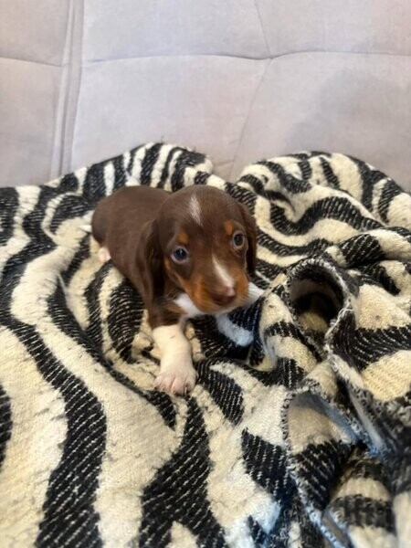 miniature dachshund puppies looking for their new homes. Viber : 00237 653 81 7429