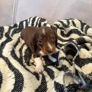 miniature dachshund puppies. Viber : 00237 653 81 7429 | PostAds PH