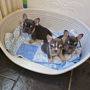 QUALITY FRENCH BULLDOG BIGROPE PUPPIES. Viber : 00237 653 81 7429 | PostAds PH