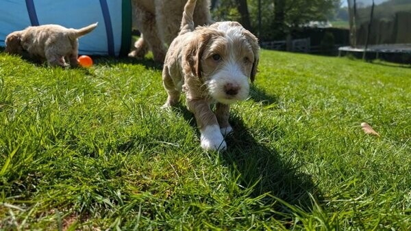 Australian Double Doodle   puppies. Viber : 00237 653 81 7429
