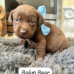 9 Chocolate Pedigree Labrador Puppies! Viber : 00237 653 81 7429 | PostAds PH