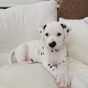 2 Dalmatian puppies 1 Black Spotted. 1 Liver Spotted. Viber : 00237 653 81 7429 | PostAds PH